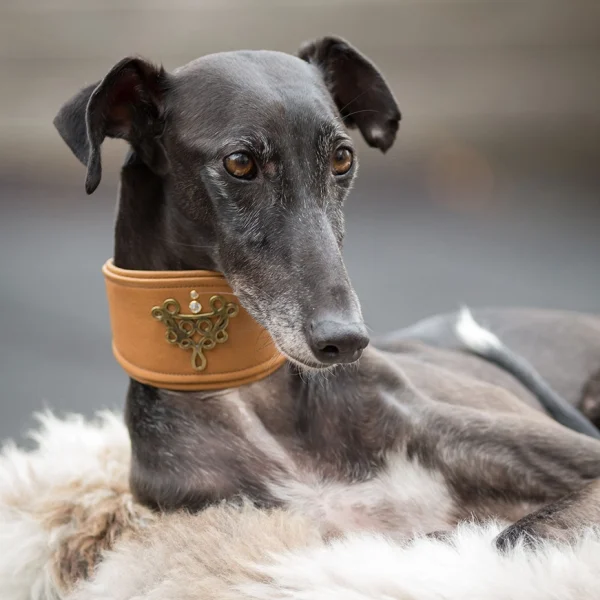 Handgefertigtes Lederhalsband mit Ornament für Windhunde.