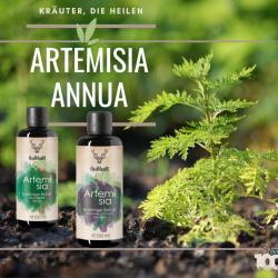 artemisia